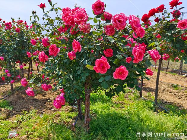 5种经典的月季花，每一种都是颜值担当还皮实好养(图1)