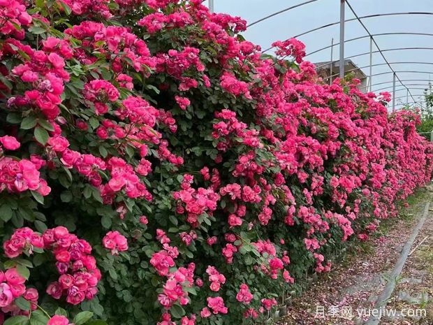 安吉拉月季藤本花海俗称，一棵就是一面花墙(图2)