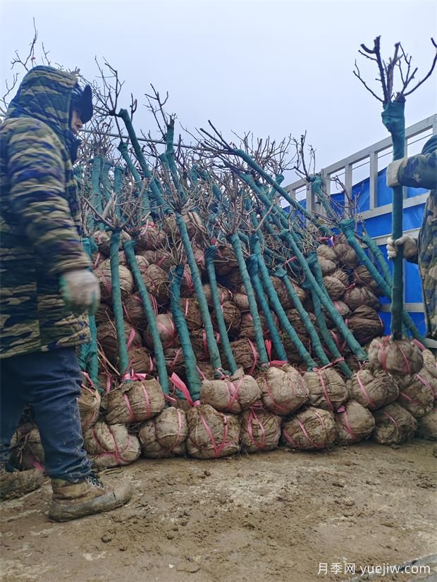 2000棵普货树状月季出发美化湖北景区(图2)