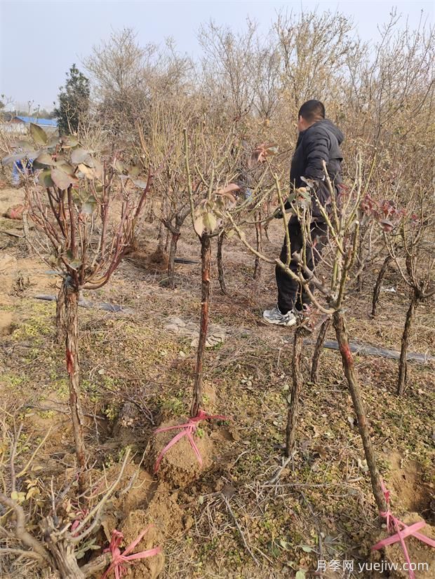 2000棵普货树状月季出发美化湖北景区(图4)