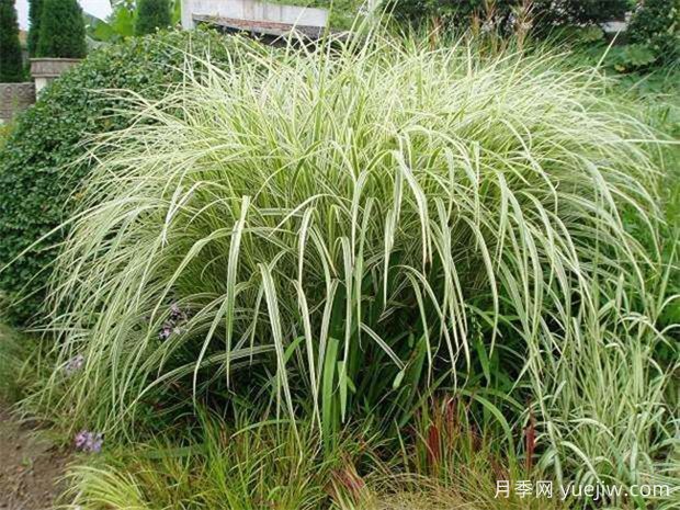 芒草类观赏草介绍(图1)