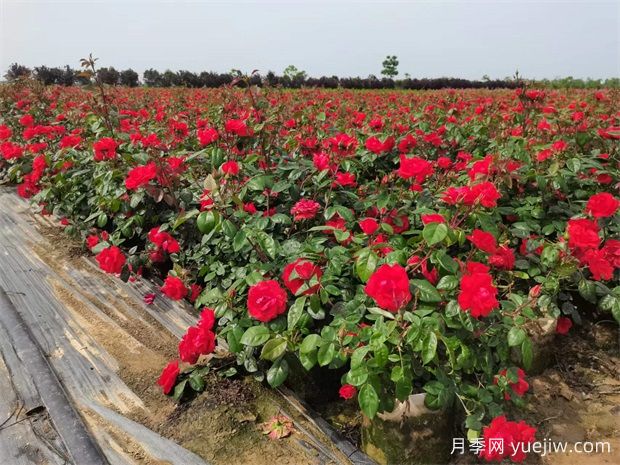 丰花地被北京红月季，园林绿化广泛用(图2)