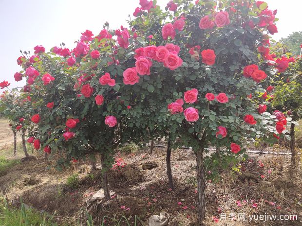 月季花修剪整，打造美丽造型的技巧(图1)