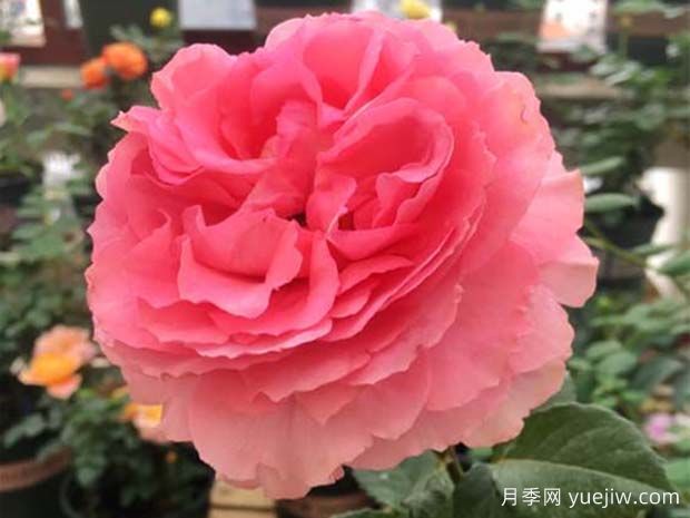 花香蜜语月季(图1)