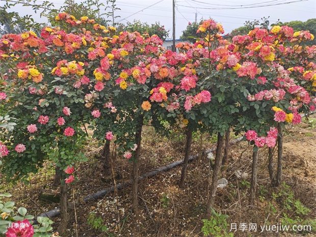 五色藤彩虹树状月季多规格美化园林庭院(图1)