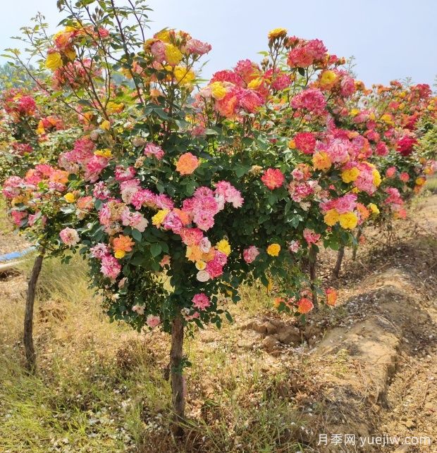 五色藤彩虹树状月季多规格美化园林庭院(图5)