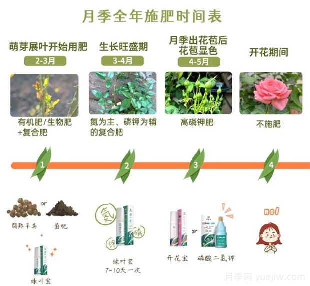 月季全年施肥时间表(图1)