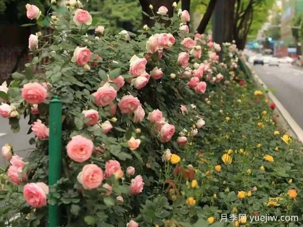 成都月季应用和景观图集(图3)
