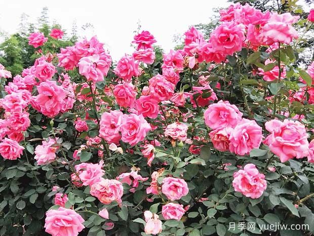 绵阳月季市花文化和景观图集(图4)