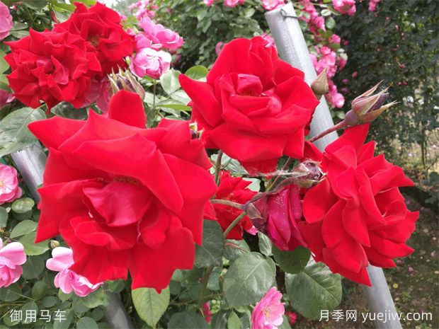 御用马车藤本月季，纯正中国红出道60多年依旧让人着迷(图3)