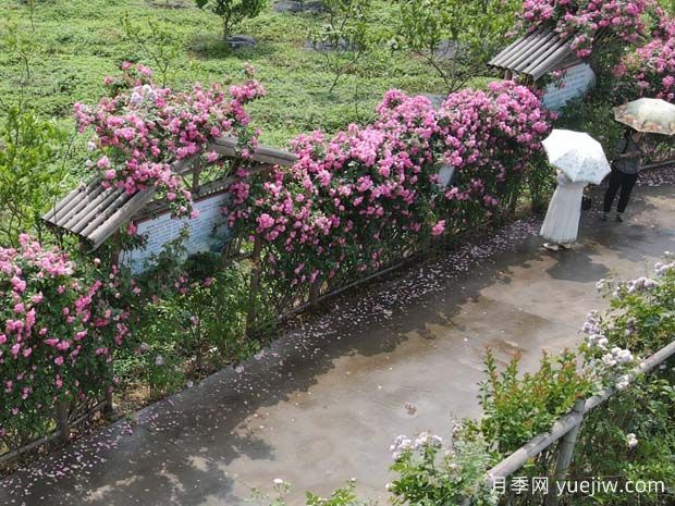 泸州合江忠孝佛手园，月季花开美景入画来(图1)