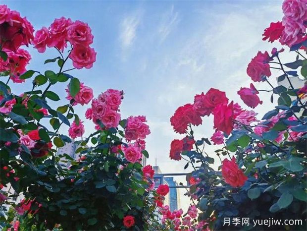 遂宁月季应用和景观图集(图2)