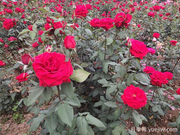 德阳市花月季扩大种植，打造城市绿化风景线(图1)