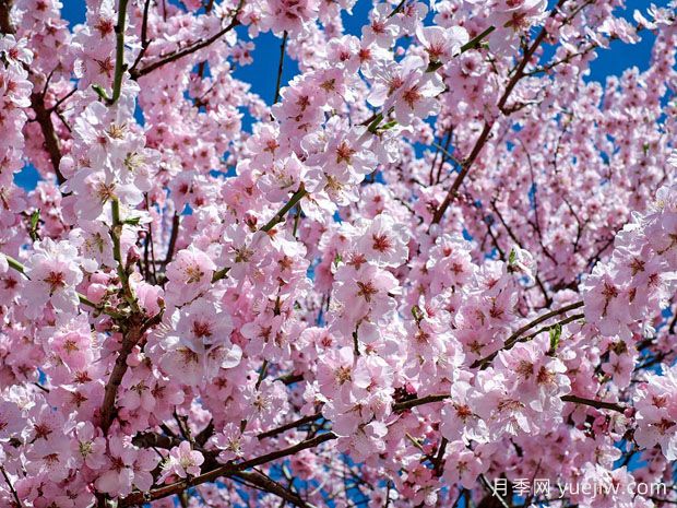 樱桃花和樱花的区别(图1)