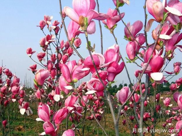 玉兰花开，春色自来(图1)