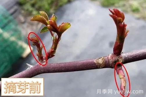 春天来了，你的月季抹芽了吗？(图5)