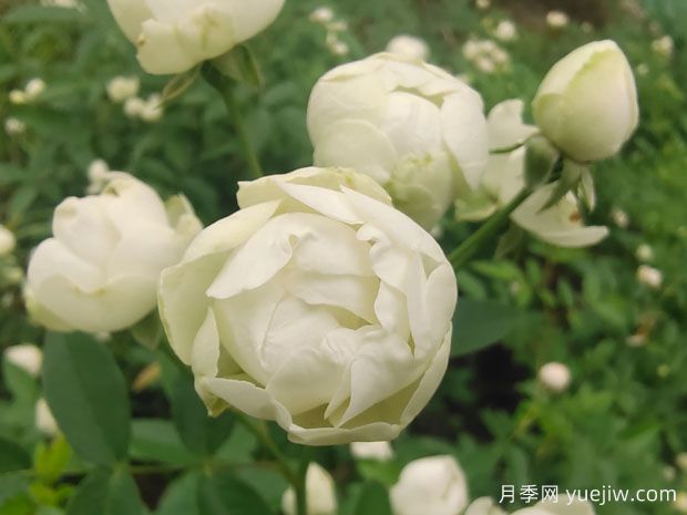 木香花，红黄橙白木香，爬藤界的鼻祖(图3)