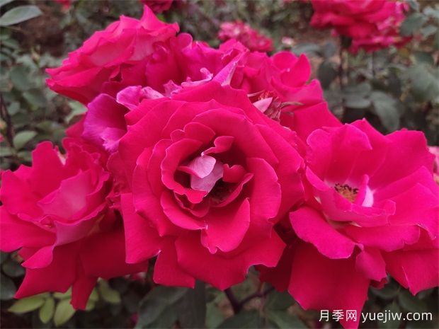 月季是千姿百态的花中皇后(图1)