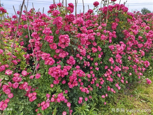 哪里有藤本月季花木卖？哪有大型爬藤月季基地？(图3)