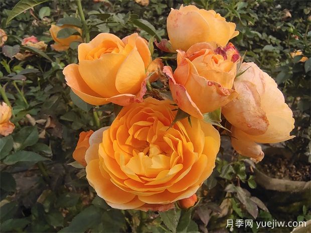 花色鲜艳香味浓郁，推荐给新人的6种月季花品种(图2)