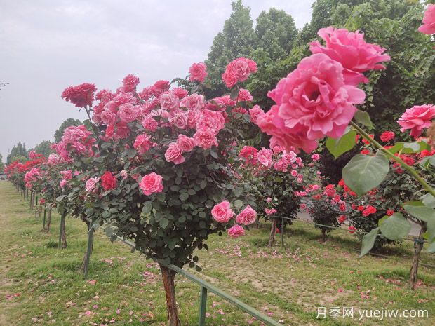 学会培育树状月季，美丽花园轻松拥有(图3)