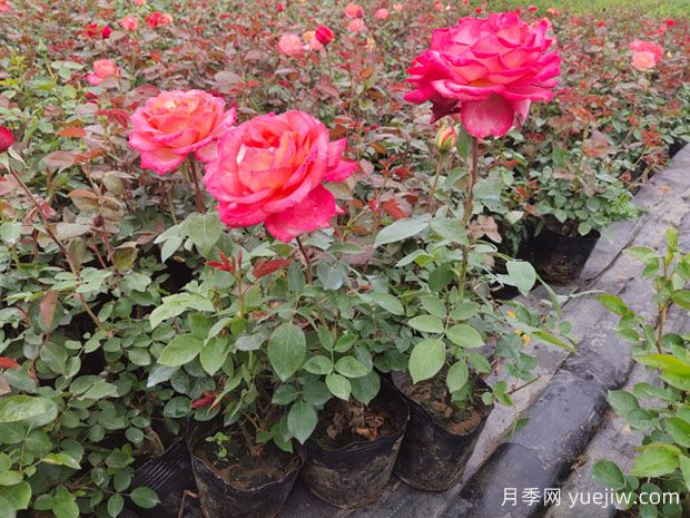 春天月季脚芽要抹掉吗？这3种情况需要处理掉(图2)