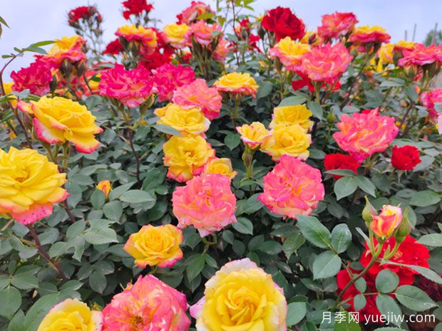 打造月季花墙就用这15种藤本月季，花开成风景线(图3)