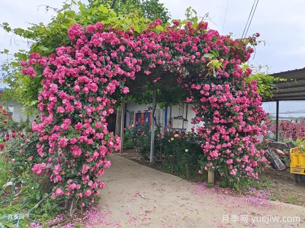 11种美丽的爬藤花卉，抓住春天的美景(图1)