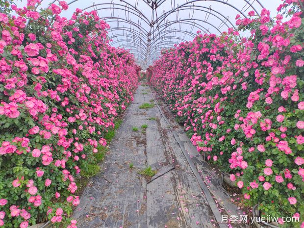 春天是移栽月季的**季节？其实是深秋冬季(图2)