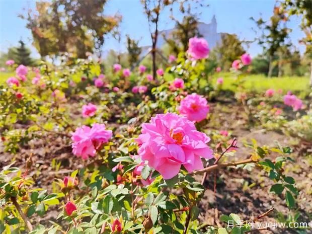 月季花开哈尔滨师大(图2)