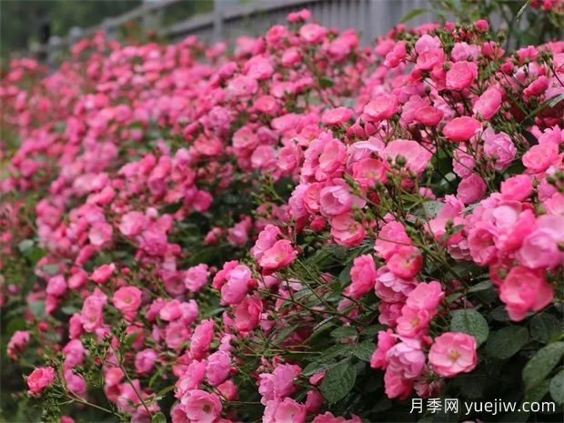 金华职院月季花墙，校园美丽多彩(图1)