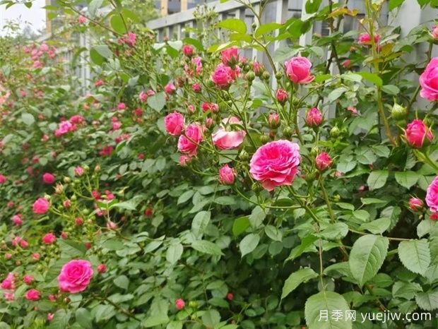 金华职院月季花墙，校园美丽多彩(图3)