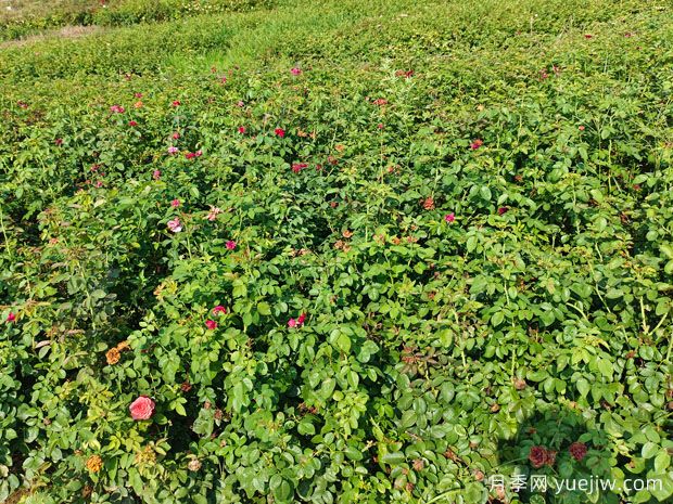 ​蔷薇如何开花繁茂？蔷薇花与月季花怎么区别？(图2)