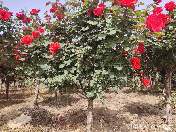 地栽月季施什么肥料***好？(图1)