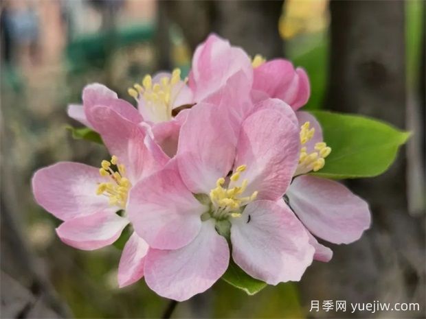 西府海棠(图1)