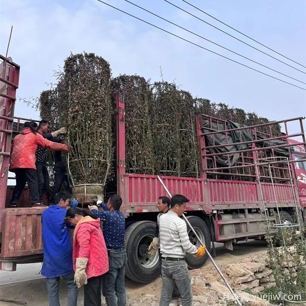 3米高月季花柱美化湖南景区(图2)