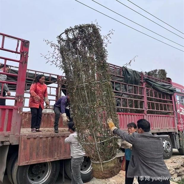 3米高月季花柱美化湖南景区(图3)