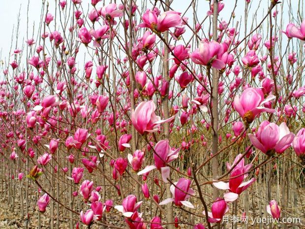 镇平玉兰基地，玉兰花开醉春风(图1)