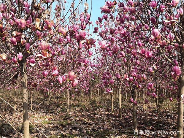 镇平玉兰基地，玉兰花开醉春风(图2)