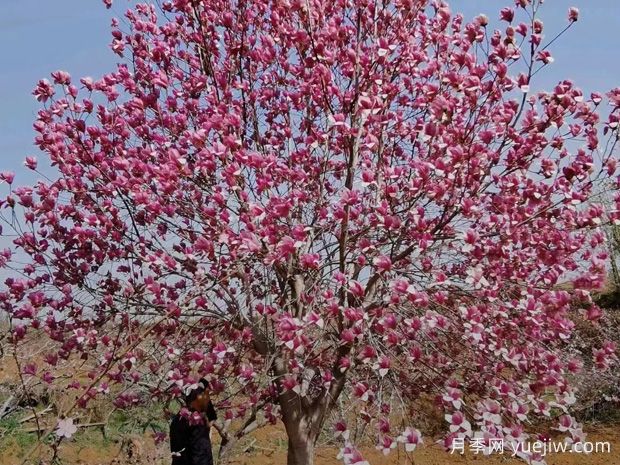 绿化苗木别名知多少？170种乔木全知道(图1)