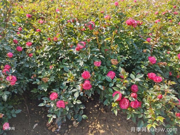 怎样才能让月季开更多的花吗？花芽分化后怎么施肥？(图1)