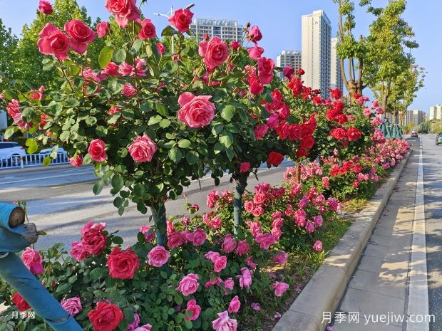 为何城市绿化带都开始大规模栽植月季花？(图1)