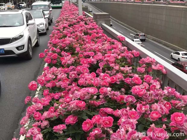 为何城市绿化带都开始大规模栽植月季花？(图3)