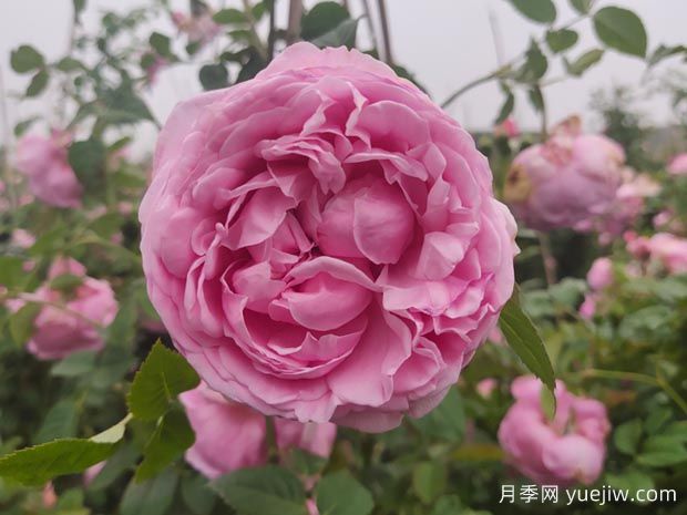 自由精神月季的优缺点是什么？介绍(图1)