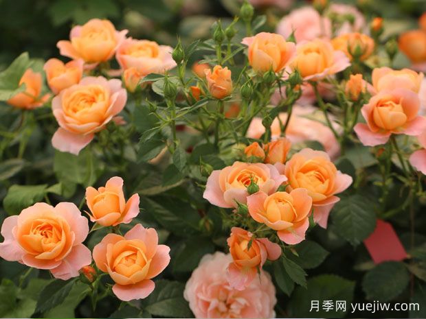 建个月季小花园，种盆栽月季，品茶赏花(图2)