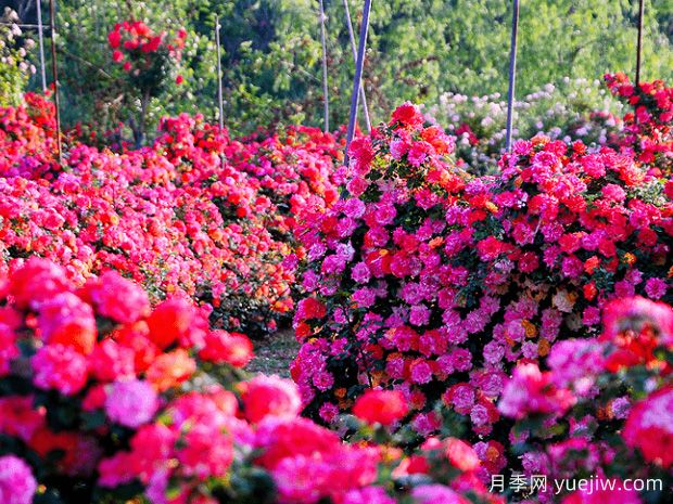 月季花墙(图2)