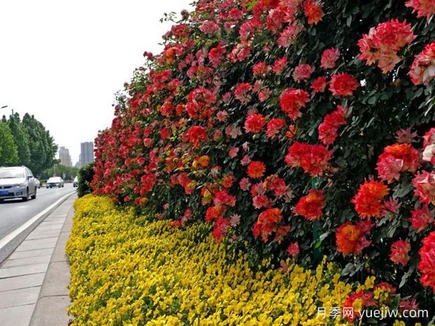月季花墙(图6)