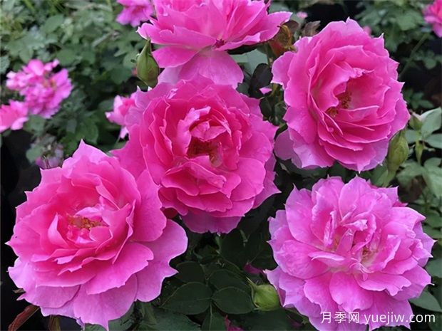春季花卉种植技巧指南(图1)