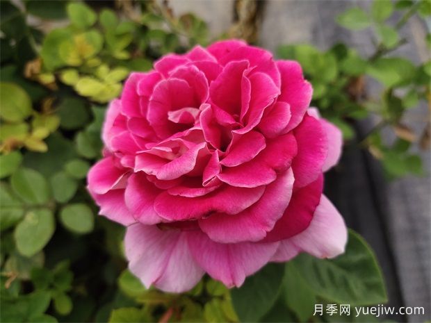 春季种植月季花的要点与技巧(图1)