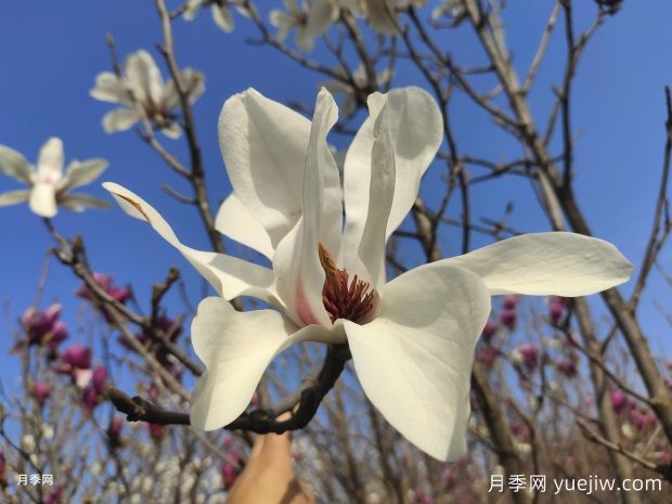 玉兰花的品种很多，该如何区分？(图1)